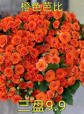 橙色芭比多头玫瑰鲜花切花月季勤花四季花苗盆地栽
