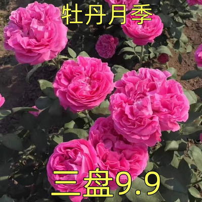 月季花苗牡丹月季重瓣大花浓香月季盆栽四季阳台庭院耐寒好养开花