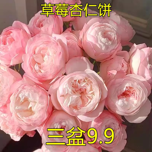 草莓杏仁饼月季花苗开花粉色玫瑰花室内阳台四季盆栽花卉绿植欧月