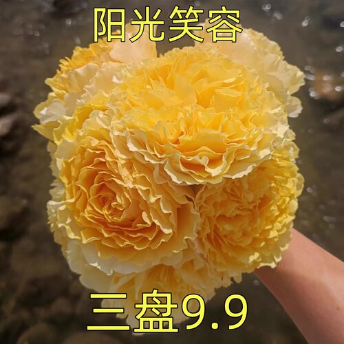 阳光笑容 月季花苗 黄色波浪花边灌木切花月季勤花阳台庭院盆栽苗