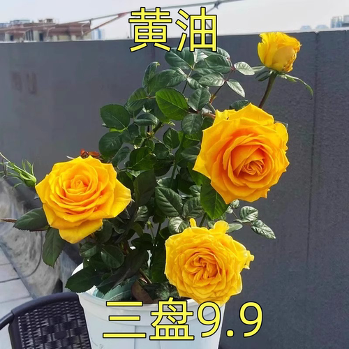 苏格兰黄油玫瑰花月季扦插花苗特大切花盆栽四季灌木庭院阳台