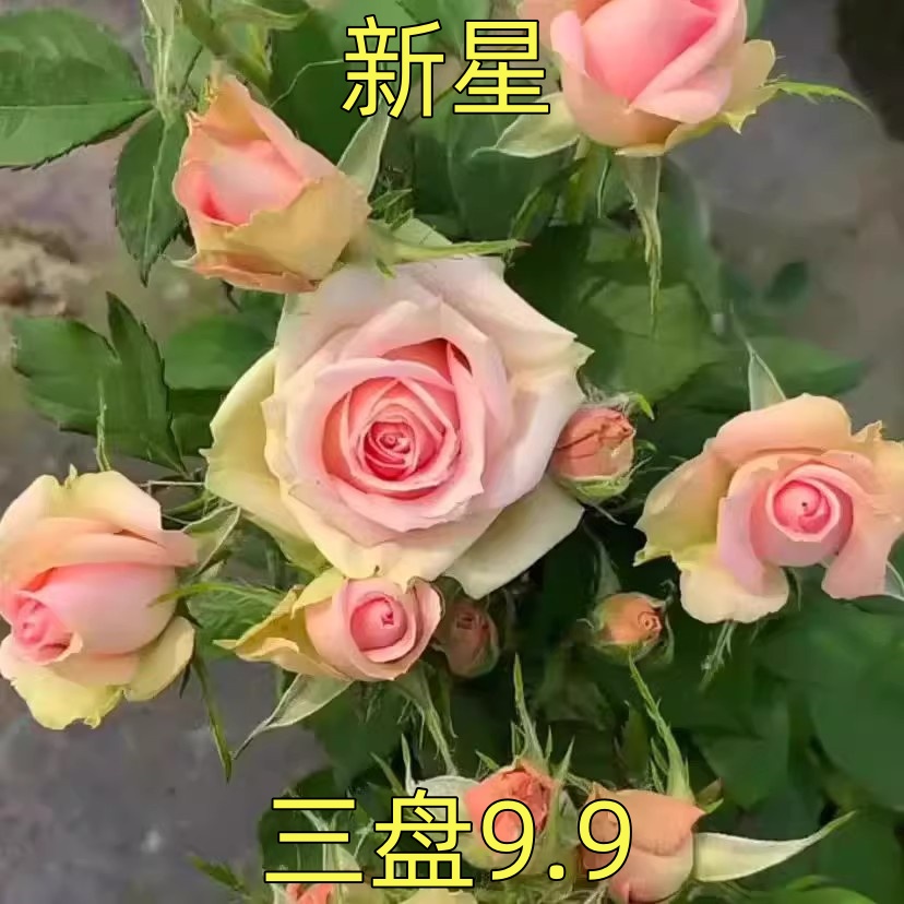 新品 新星 月季花苗 大花灌木勤花月季玫瑰 阳台庭院盆栽花卉