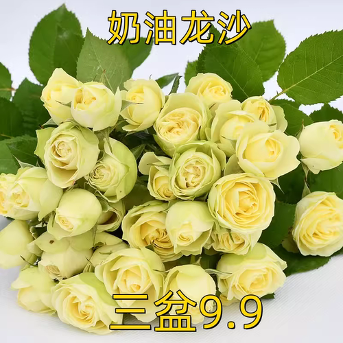 欧月季 奶油龙沙宝石/奶油伊甸园 丰花微型微月阳台玫瑰小苗