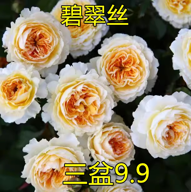 碧翠丝月季花苗浓香强抗病阳台室外庭院玫瑰盆栽植物灌木四季开花