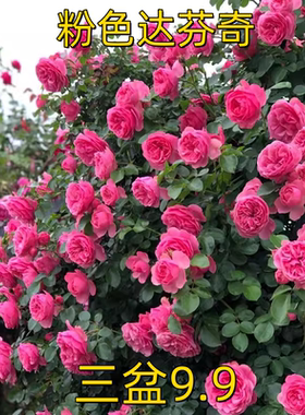 粉色达芬奇藤本月季花苗盆栽特大花浓香四季阳台庭院花卉植物粉达