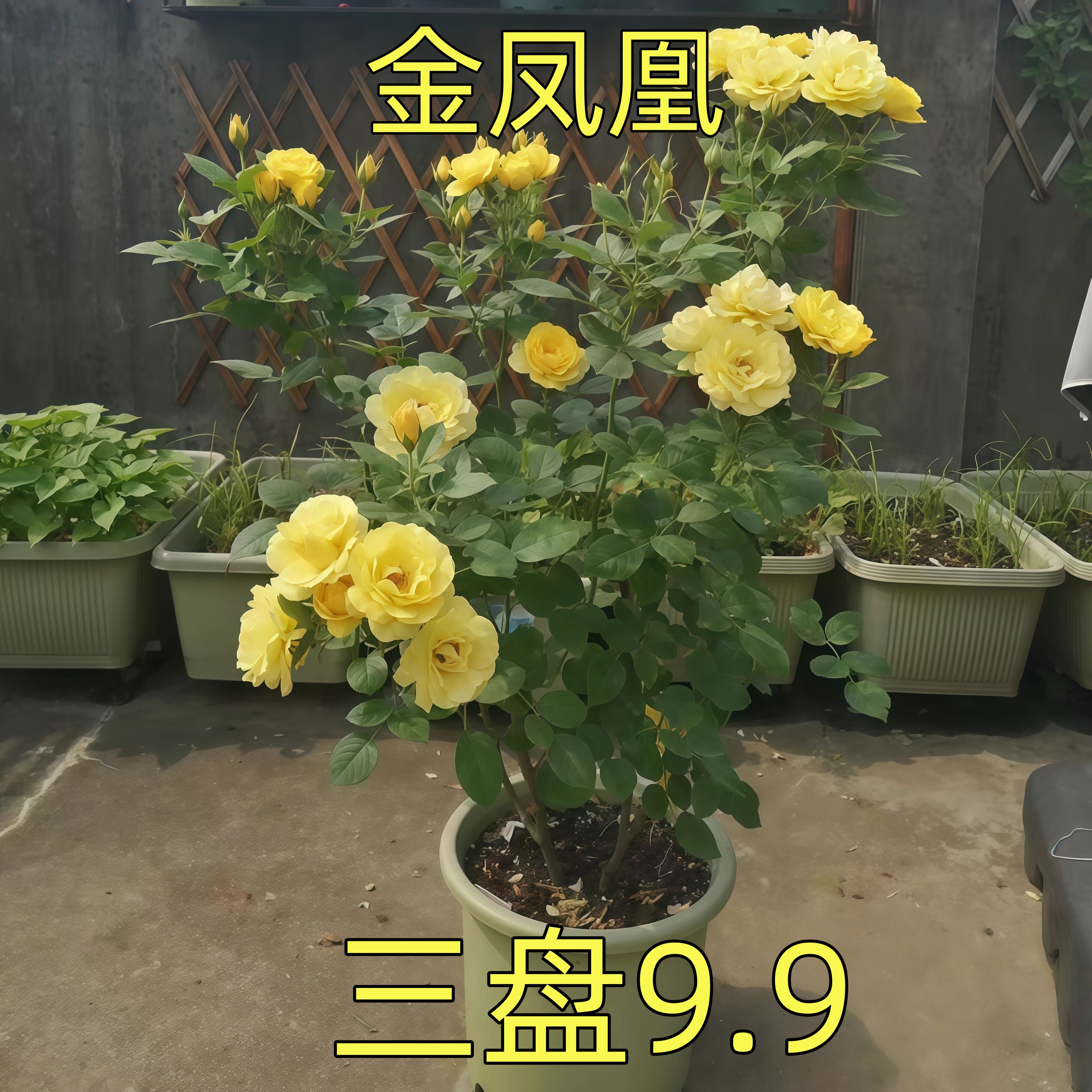 金凤凰 月季大花朵浓香四季玫瑰花盆栽阳台花卉扦插花苗