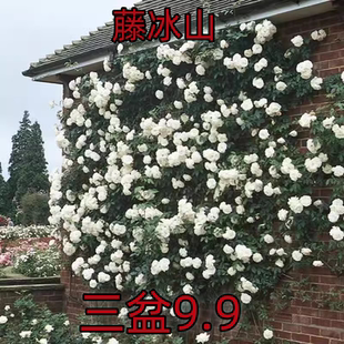 大型藤本白色月季花苗藤冰山阳台庭院四季爬藤蔷薇玫瑰大苗长势快