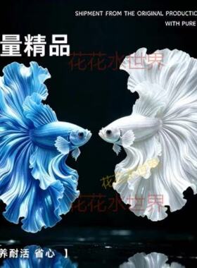 (畅销)泰国高级懒人婚纱