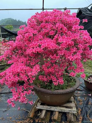 精品造型映山红树桩盆景鸡血红杜鹃花老桩矮霸阳台花卉桌面盆栽