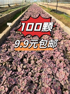 多肉砍头苗多肉植物清仓特价套餐20多个品种易成活新手好养包邮