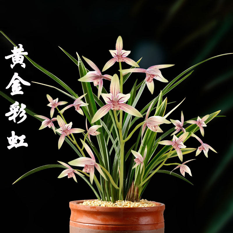 兰花 建兰 兰花苗带花苞 黄金彩虹 室内四季盆栽植物花卉好养浓香