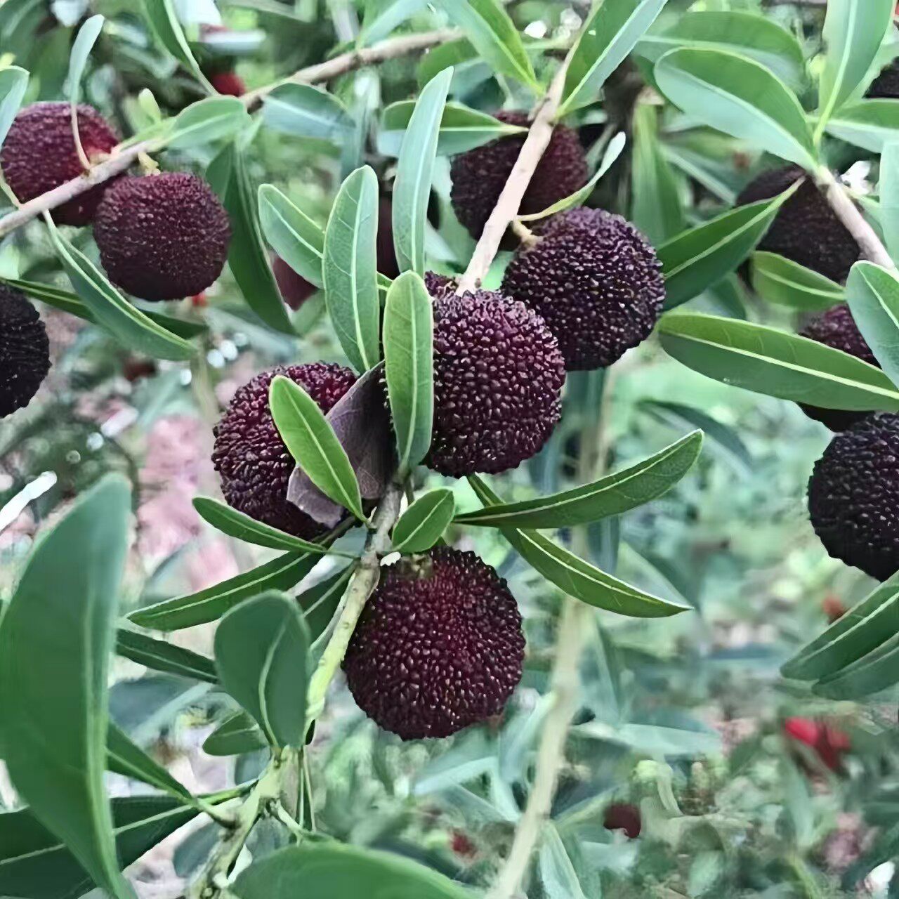 正宗仙居露天杨梅好吃不贵包邮