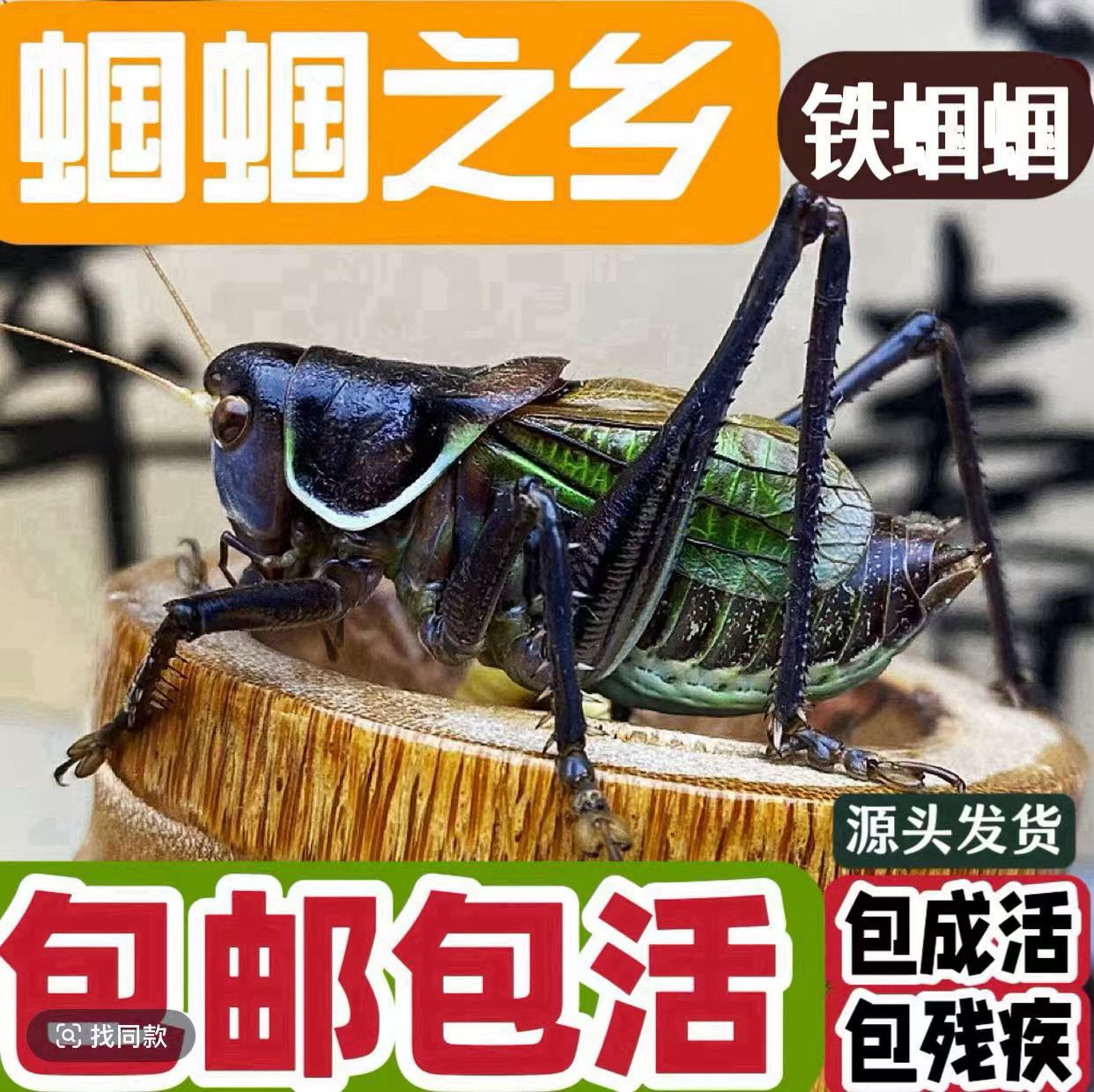 平谷天津易县铁皮蝈蝈包邮包活