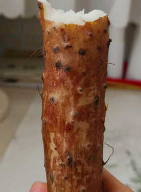 13年老店温县垆土铁棍山药 绿色类怀山 无农药膨大剂化肥 入药级