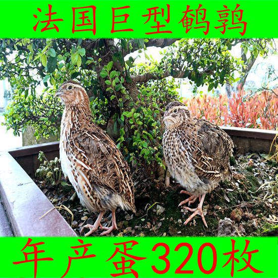 法国巨型鹌鹑鸟活体鹌鹑繁殖用种鹌鹑青年鹌鹑活体宠物手玩鸟包邮