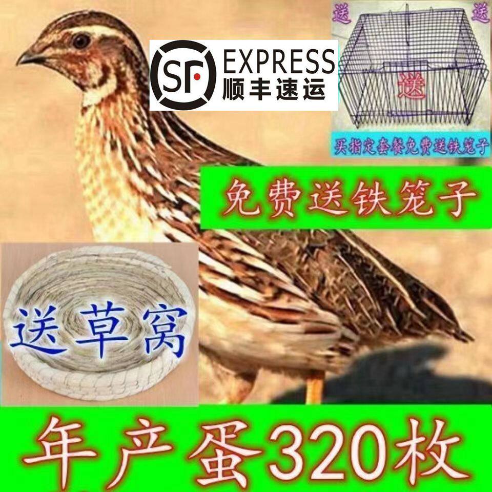 鹌鹑鸟活体天天下鹌鹑蛋黄羽沙维鸟