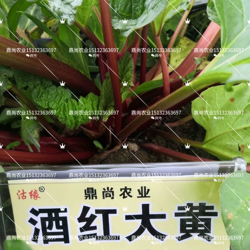 【5月发货】新鲜大黄茎杆甜品