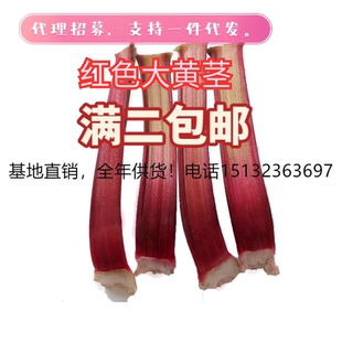 新鲜大黄蔬菜大黄茎fresh Rhubar派甜点蛋糕果酱馅料饮料调酒减