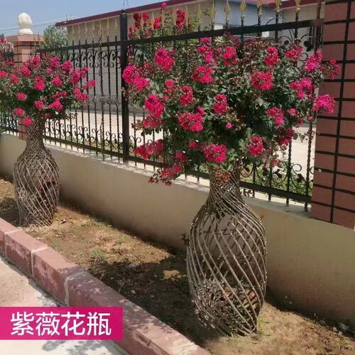落叶高档紫薇高档紫薇造型