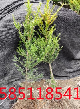 正宗东北红豆杉树苗60-70厘米庭院抗旱耐寒绿色植物四季好养苗木
