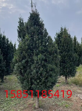 正宗红豆杉树苗公树母树室内外地栽盆栽红豆杉南北方四季好养绿植