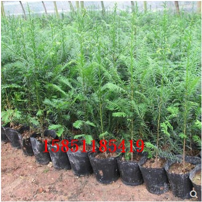 南方红豆杉60-1米高绿植地栽盆栽绿化别墅庭院种南北种红豆杉树苗