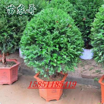 红豆杉树球盆景小区庭院净化空气正宗东北红豆杉盆栽耐寒抗冻绿植