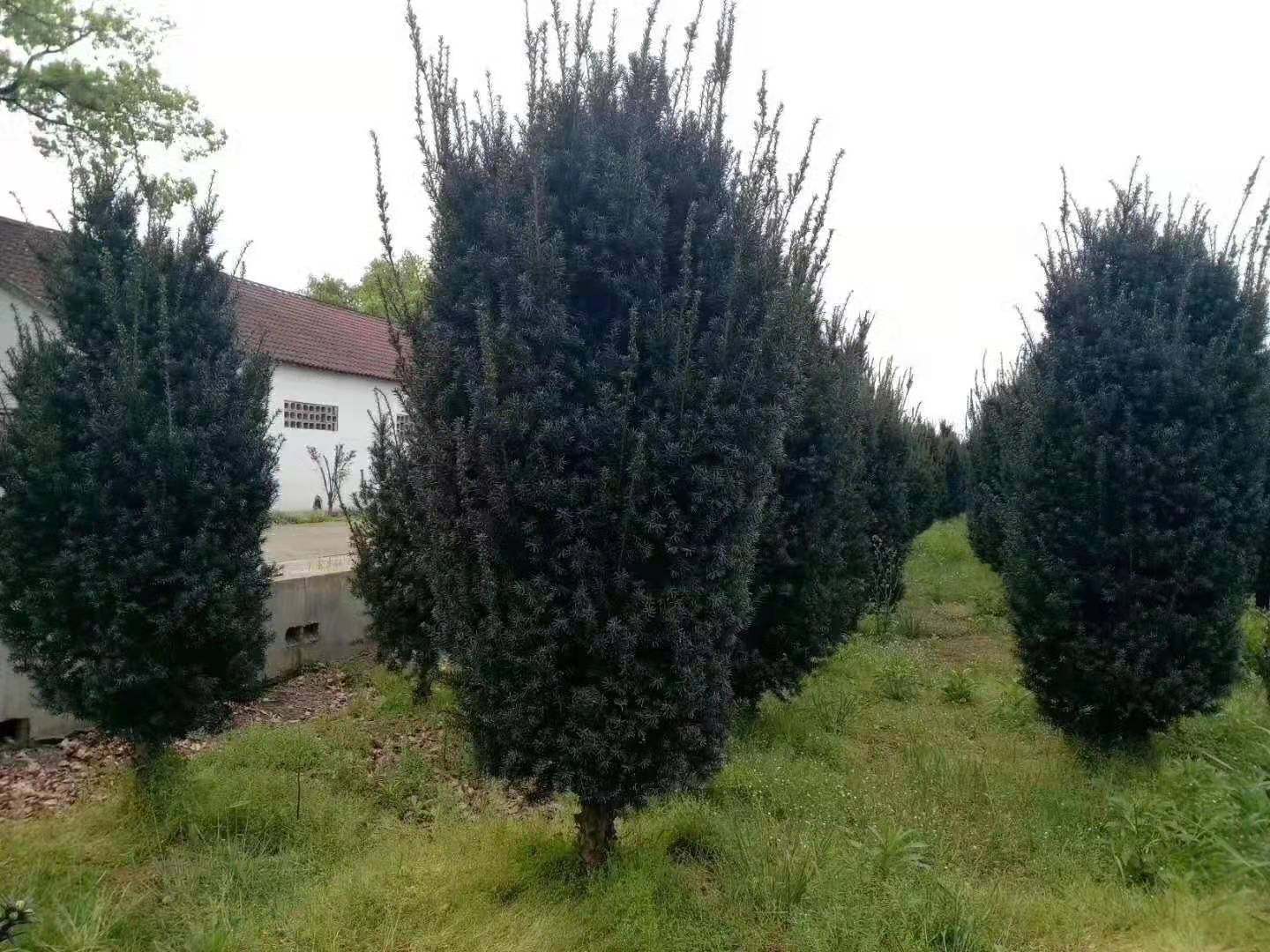 正宗东北方红豆杉大树别墅花园耐寒户外地栽树形优美北方红豆杉树