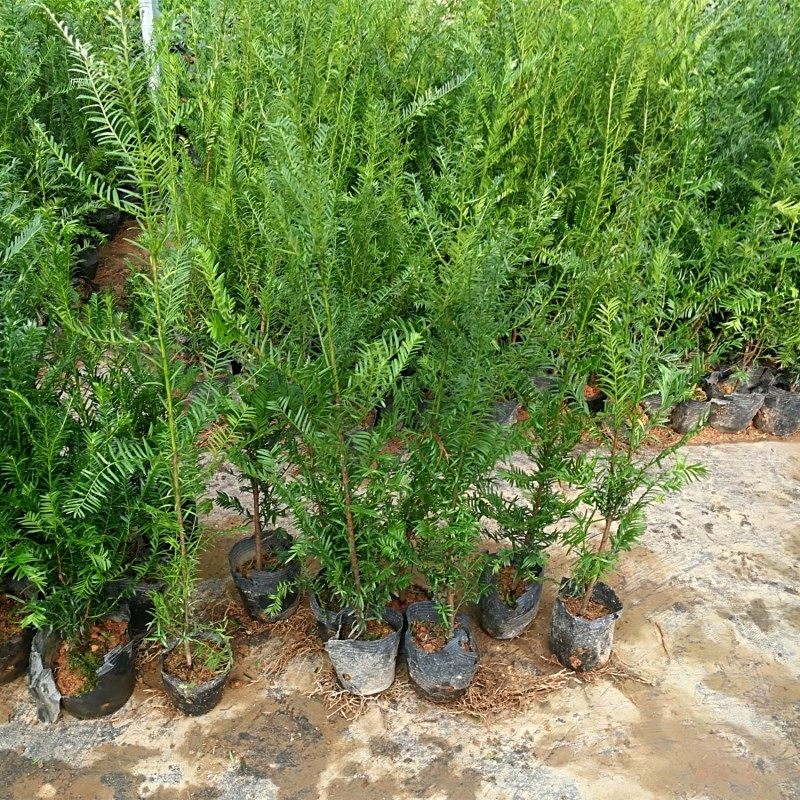 正宗南方红豆杉70-1米大树绿植地栽盆栽树苗别墅庭院阳台紫杉树
