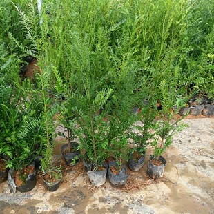 正宗南方红豆杉70-1米大树绿植地栽盆栽树苗别墅庭院阳台紫杉树
