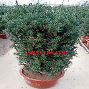 曼地亚红豆杉盆景树苗名贵耐寒绿植树红豆杉矮胖造型庭院别墅