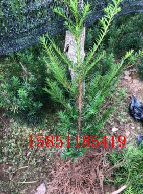 正宗东北红豆杉树苗地栽50-60厘米名贵耐寒别墅庭院绿篱四季常青