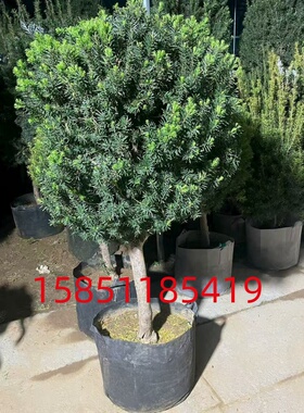 红豆杉带果盆栽绿植物室外耐寒客厅养净化空气四季常青别墅庭院