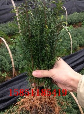 基地出售南方红豆杉树苗芽苗曼地亚红豆杉苗木别墅庭院花园绿植苗