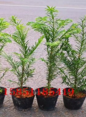 南方红豆杉树苗地栽景净化空气大型庭院植物正宗南方红豆杉苗批发