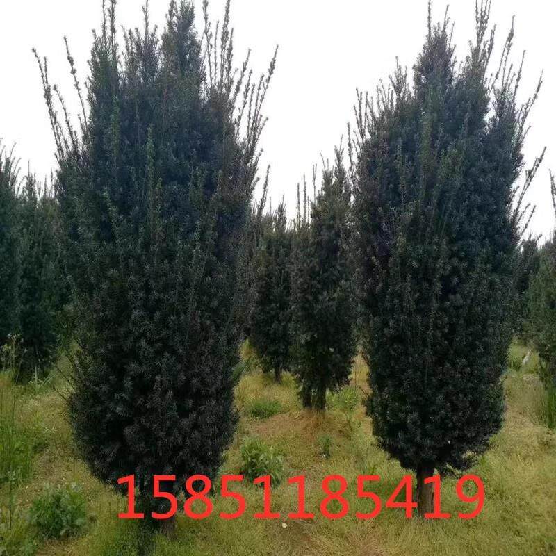 红豆杉18年别墅庭院景观绿植四季常青北方红豆杉耐寒抗冻植物