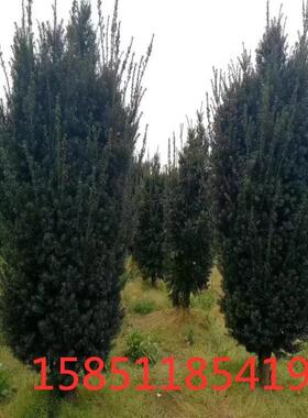 红豆杉18年别墅庭院景观绿植四季常青北方红豆杉耐寒抗冻植物