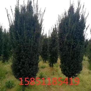 红豆杉18年别墅庭院景观绿植四季常青北方红豆杉耐寒抗冻植物