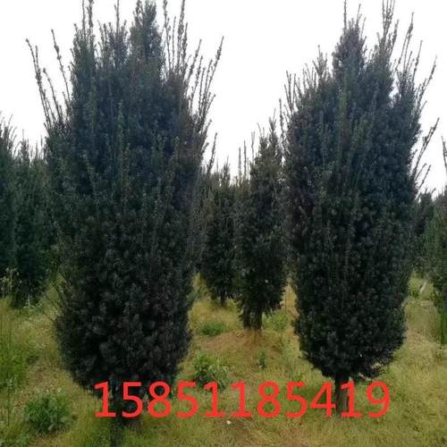 红豆杉18年别墅庭院景观绿植四季常青北方红豆杉耐寒抗冻植物