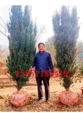 红豆杉公母一对大树苗地栽曼地亚红豆杉室内外庭院南北方耐寒绿植