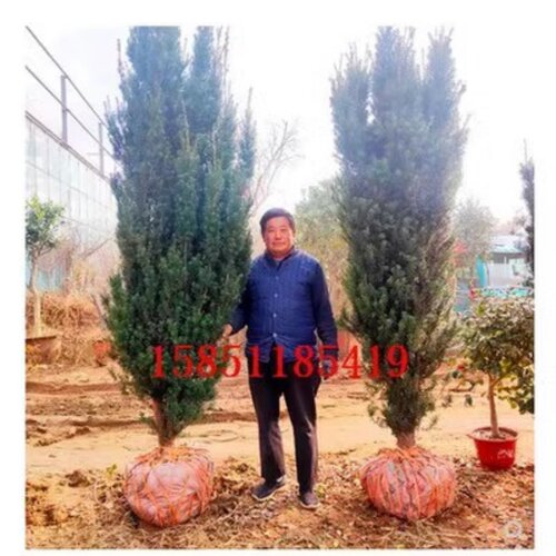 红豆杉公母一对大树苗地栽曼地亚红豆杉室内外庭院南北方耐寒绿植