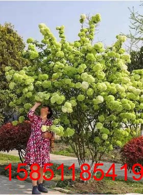木绣球树苗盆景阳台南北方庭院地栽稀有名贵绣球树耐寒植物琼花树