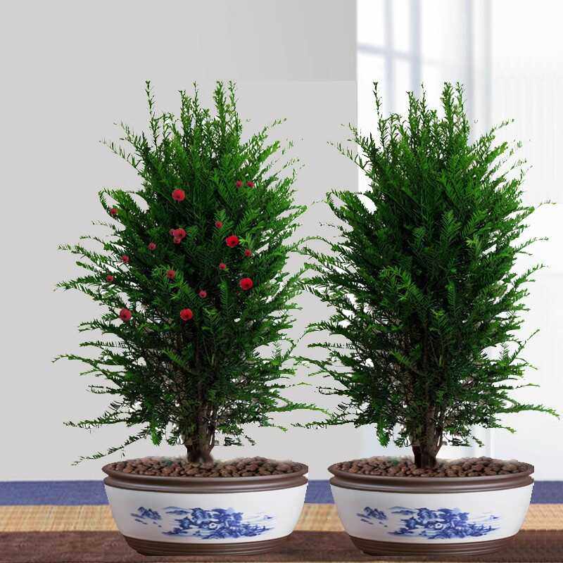 正宗云南红豆杉树苗曼地亚盆景公母一对 室内庭院 四季青红豆杉