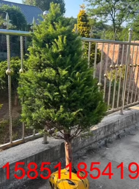 带果曼地亚红豆杉15年大树盆景树形优美耐寒植物盆栽地栽公树母树