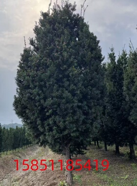 红豆杉带果曼地亚红豆杉大树苗室外庭院客厅书房地栽耐寒耐高温