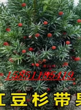 带果曼地亚红豆杉盆景大树盆栽树苗地栽庭院别墅室内客厅公树母树