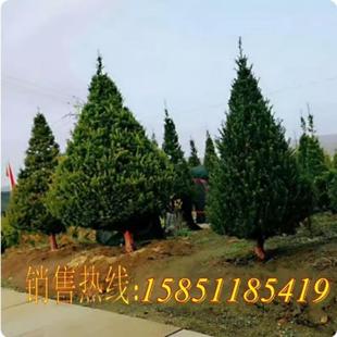 正宗东北红豆杉盆景耐寒抗冻大树绿植花卉盆栽盆景植物好养红豆彬