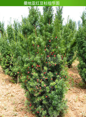 红豆杉盆景一公一母别墅庭院室外栽植四季常青耐寒绿植名贵树种