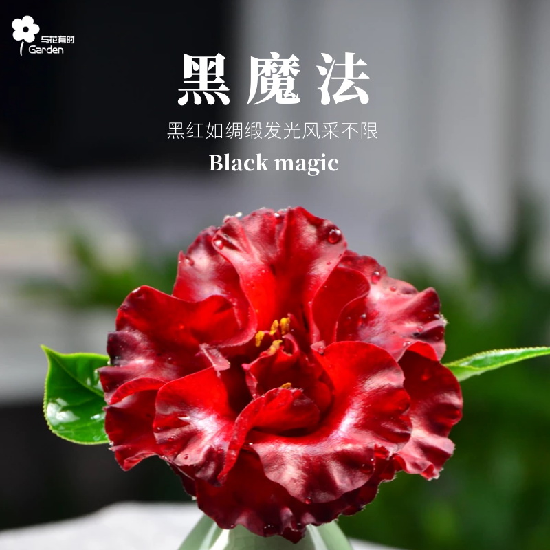 黑魔法黑色山茶花阳台庭院春冬