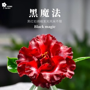 黑魔法山茶花盆栽树苗小苗名贵稀有庭院阳台木本花卉原生黑红庭院